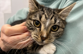 Domestic Medium Hair