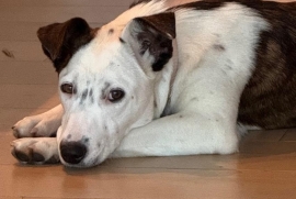 Australian Cattle Dog / Blue Heeler