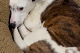 Australian Cattle Dog / Blue Heeler Australian Cattle Dog / Blue Heeler