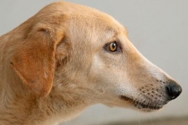 Yellow Labrador Retriever Yellow Labrador Retriever