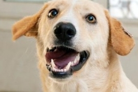 Yellow Labrador Retriever