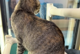 Domestic Short Hair Domestic Short Hair