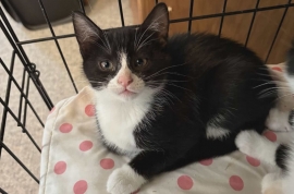 Domestic Short Hair Domestic Short Hair