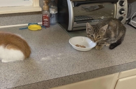 Domestic Short Hair Domestic Short Hair