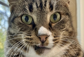 Domestic Short Hair Domestic Short Hair