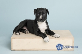 American Bulldog American Bulldog