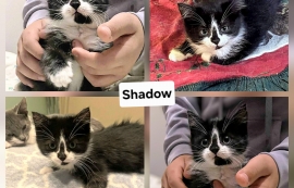 Domestic Medium Hair