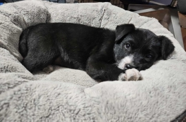 Black Labrador Retriever