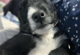 Black Labrador Retriever