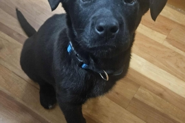 Black Labrador Retriever