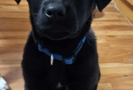 Black Labrador Retriever