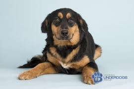 Labrador Retriever Labrador Retriever