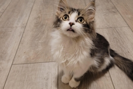 Domestic Long Hair Domestic Long Hair