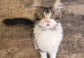 Domestic Long Hair Domestic Long Hair