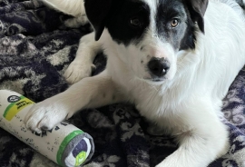 Bernese Mountain Dog