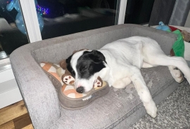 Bernese Mountain Dog