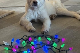 Bernese Mountain Dog