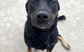 Rottweiler Rottweiler