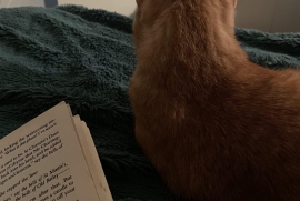 Domestic Short Hair Domestic Short Hair