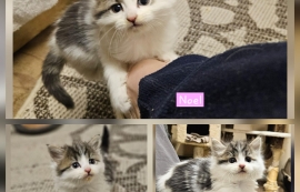 Domestic Medium Hair