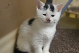 Domestic Medium Hair