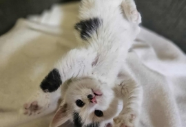 Domestic Medium Hair