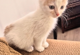 Domestic Short Hair Domestic Short Hair