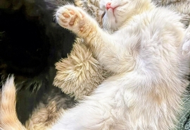 Domestic Medium Hair