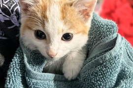 Domestic Medium Hair