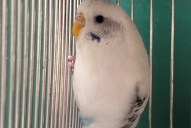 Parakeet (Other)