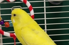 Parakeet (Other)