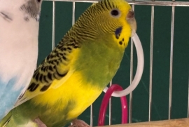 Parakeet (Other)