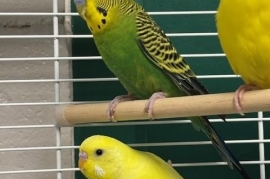 Parakeet (Other)