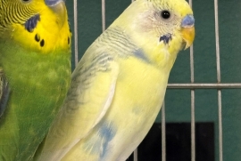 Parakeet (Other)