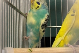 Parakeet (Other)