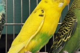 Parakeet (Other)