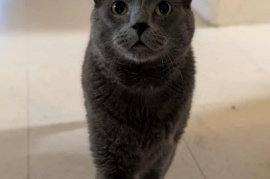 Russian Blue
