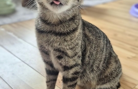 Domestic Short Hair Domestic Short Hair