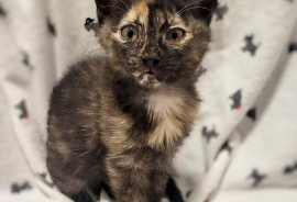 Domestic Medium Hair