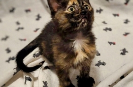 Domestic Medium Hair