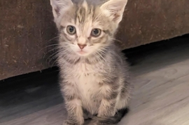 Domestic Short Hair Domestic Short Hair