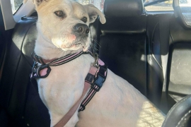 American Staffordshire Terrier