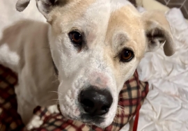 American Staffordshire Terrier