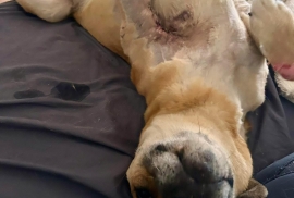 Labrador Retriever Labrador Retriever