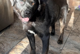 Black Labrador Retriever