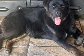 Black Labrador Retriever Black Labrador Retriever