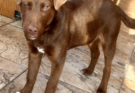 Chocolate Labrador Retriever