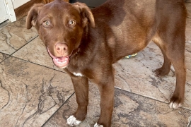 Chocolate Labrador Retriever Chocolate Labrador Retriever