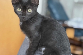 Domestic Short Hair Domestic Short Hair