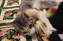 Domestic Short Hair Domestic Short Hair